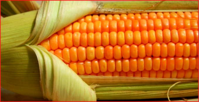 GDO\&#039;SUZ MISIR ÜRETİMİMİZ REKORA KOŞUYOR