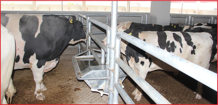 2 METRE BOYLARI, 1.6 TON KİLOLARI