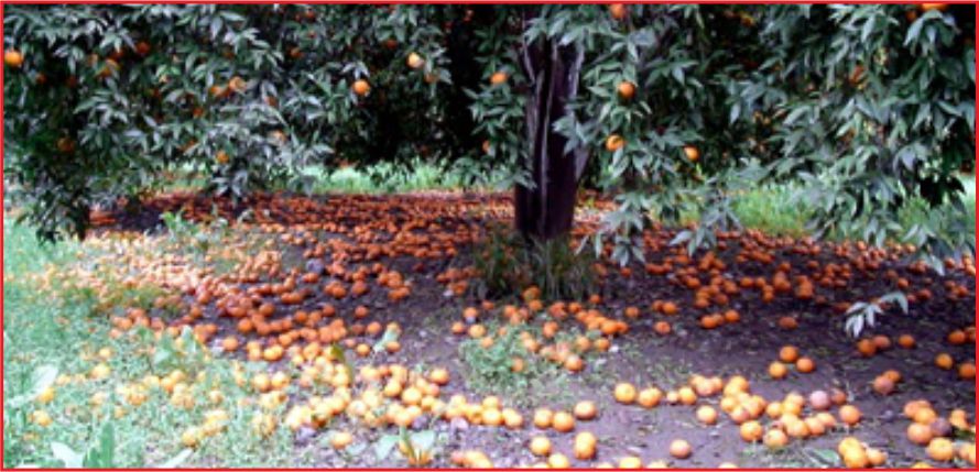 ÜRETİMİN 8,5 MİLYON TONU TÜKETİLMEDEN KAYBEDİLİYOR