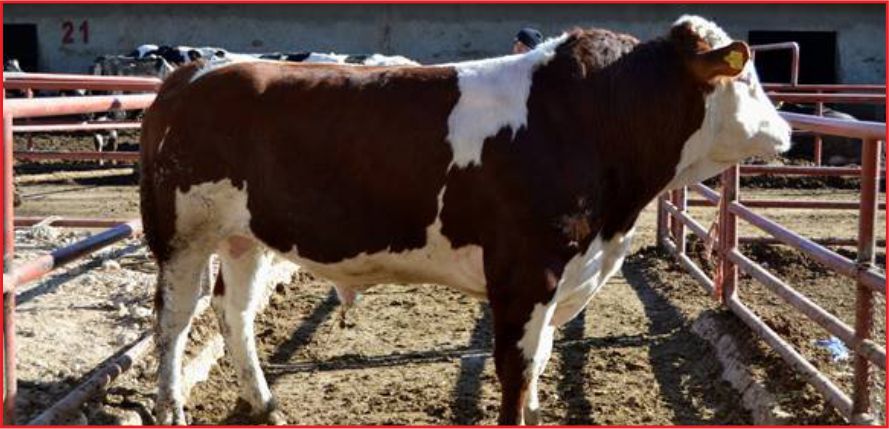 DURU BEY'İN SPERMASINA 50 TL FAZLA DESTEK