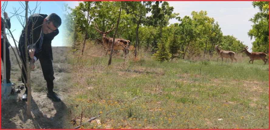 “KIYAMET KOPARKEN BİLE AĞAÇ DİKMEYİ ÖGÜT ALDIK”
