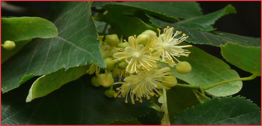 37 BİN 125 FİDAN TOPRAKLA BULUŞACAK