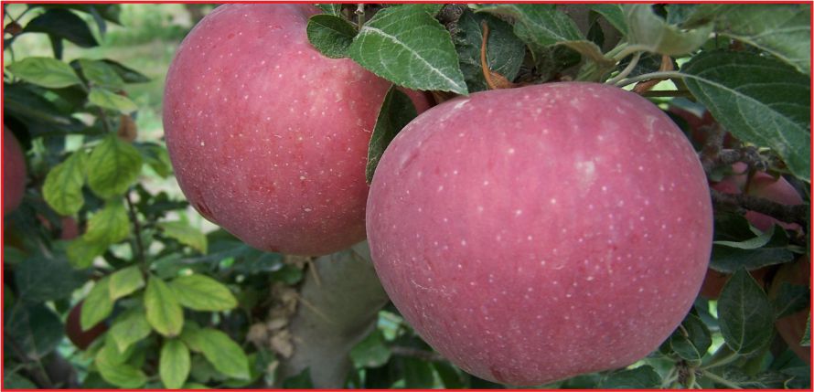 ELMADA PESTİSİT KALINTISI