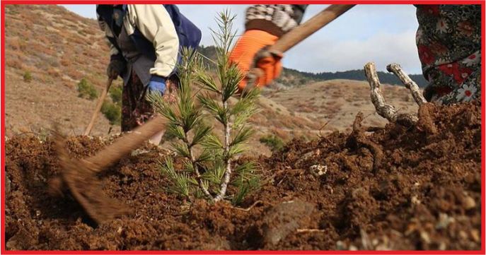 BAKANLIKTAN AĞAÇ DİKME REKORU HEDEFİ