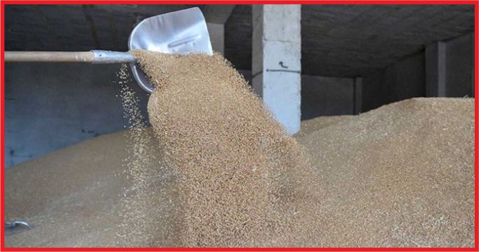 BAKANLIKTAN TOHUMA YÜZDE 20 ZAM