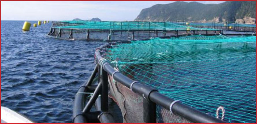 43 İLE SU ÜRÜNLERİ MÜDÜRLÜĞÜ!