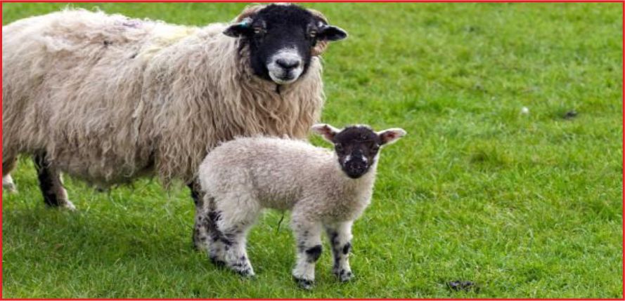 DESTEK ÖDEMELERİ BELİRLENDİ