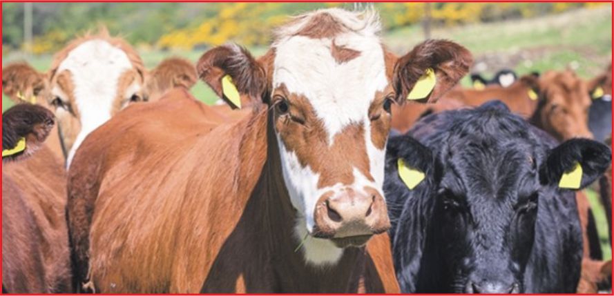 GENÇ ÇİFTÇİLERE 151 BİN BAŞ HAYVAN DAĞITILACAK