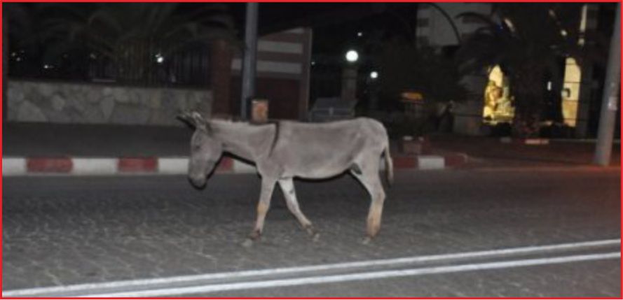 EŞEKLER TEHLİKE SAÇIYOR