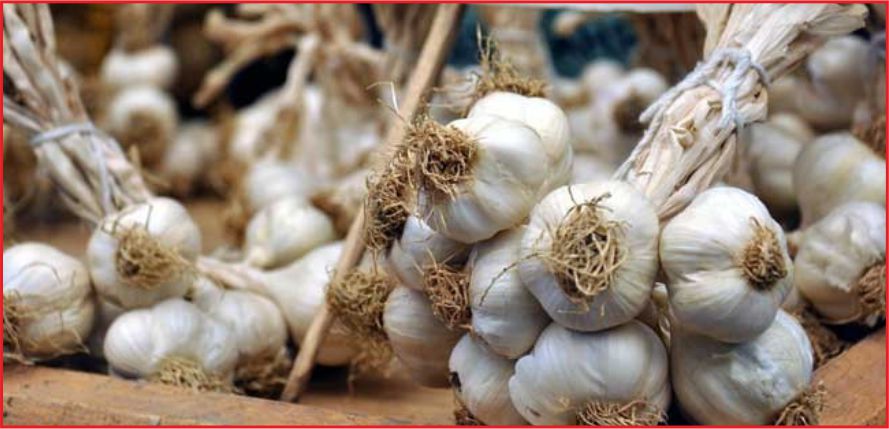 EN ÇOK SARIMSAK ARTTI