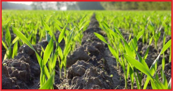 BİTKİSEL ÜRETİMİN ARTMASI BEKLENİYOR