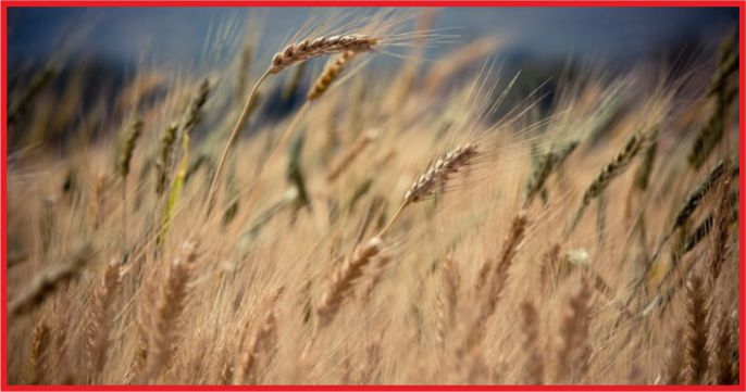 BUĞDAY ‘DAN 17 YILDA 12,5 MİLYAR DOLARLIK GELİR