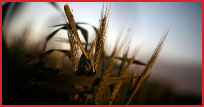 BUĞDAY VE BAKLİYATDA FİYAT BELLİ OLDU