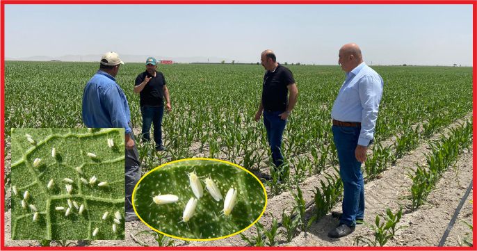 “BÜYÜK ORANDA VERİM KAYIPLARI YAŞANIR”