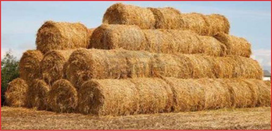 SAMAN FİYATLARI DÖRDE KATLANDI !