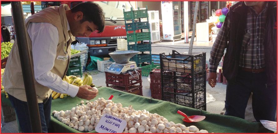 PAZAR YERLERİNDE MANTAR DENETİMİ