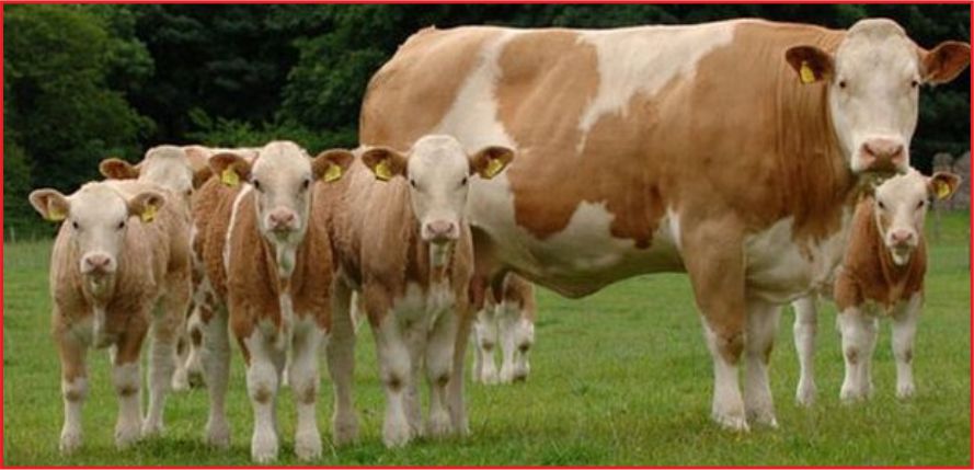 DÜVE KESİMİNE YASAK!