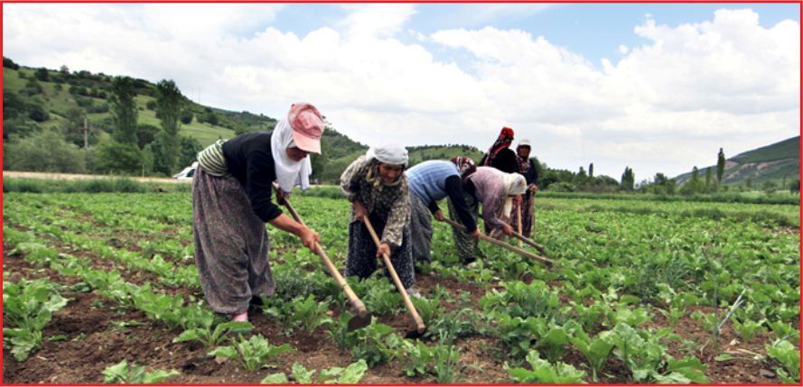 ÇİFTÇİLERE 1,3 MİLYAR LİRA DESTEK ÖDEMESİ