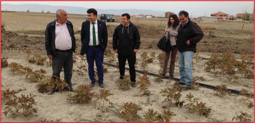 KARAMAN’DA ŞAKAYIK ÇİÇEĞİ