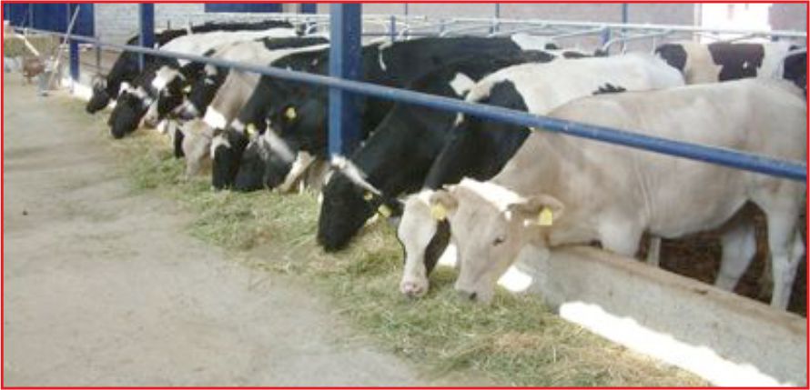 SÖZLEŞMELİ BESİCİLİK DAHA CAZİP HALE GETİRİLİYOR