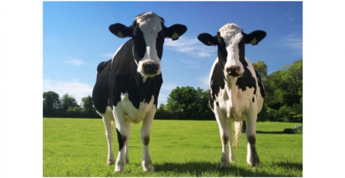 “İNEK SÜTÜ 5,5 MİLYON TONU AŞTI”