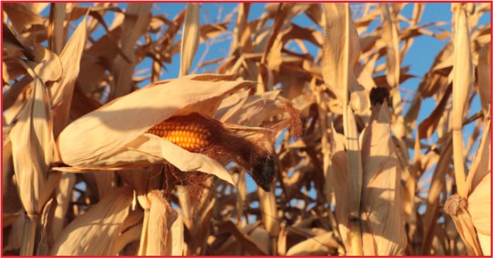 ÇİFTÇİNİN YENİ GÖZDESİ: MISIR
