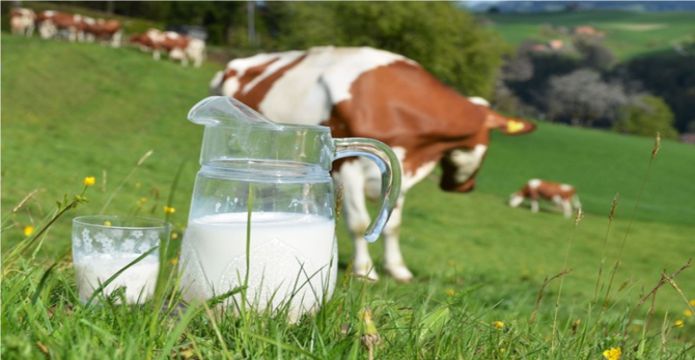 ÇİĞ SÜT PRİMİNE SEÇİM ZAMMI