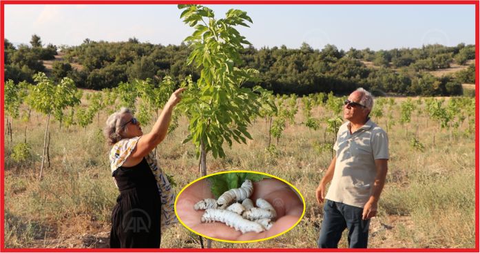 CİHANGÜL GÜRDAL: “ERMENEK'İN KOZA ÜRETİM MERKEZİ OLMASINI İSTİYORUZ”