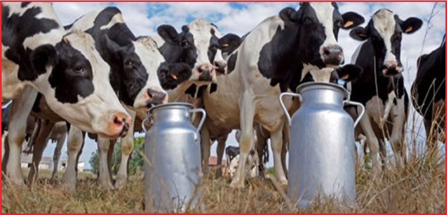 ÇİĞ SÜT ÇALIŞTAYI