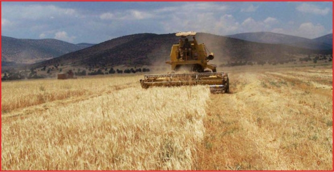 BUĞDAY FİYATLARINDAKİ ARTIŞ