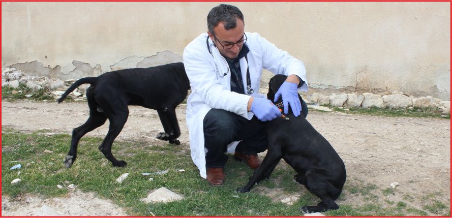 KUDUZ HASTALIĞI AŞILAMA KAMPANYASI