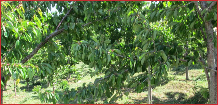 ÇEKİRGELER TAKİP EDİLİYOR