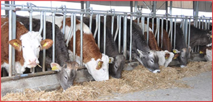 HAYVANCILIĞA 3,2 MİLYAR DESTEK