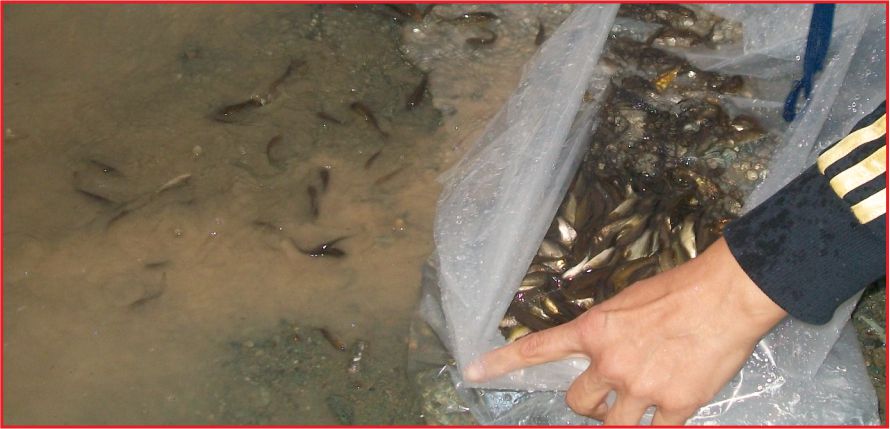 BURHAN GÖLETİNE 10 BİN YAVRU SAZAN