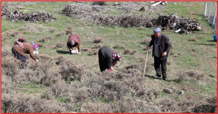 DAĞDAN TOPLANAN OTLAR KADINLARIN GELİR KAPISI OLDU