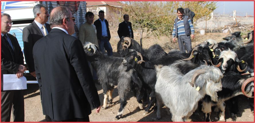 30 ADET DAMIZLIK KIL KEÇİSİ  TEKESİ DAĞITIMI YAPILDI