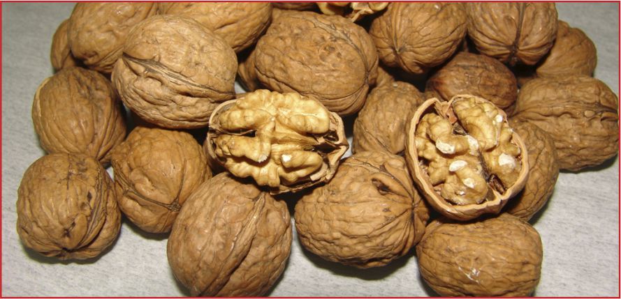 CEVİZ ÜRETİMİNDE REKOR ARTIŞ