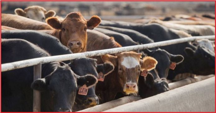 DEVLET, 100 BİN BAŞ SIĞIR İTHAL EDECEK