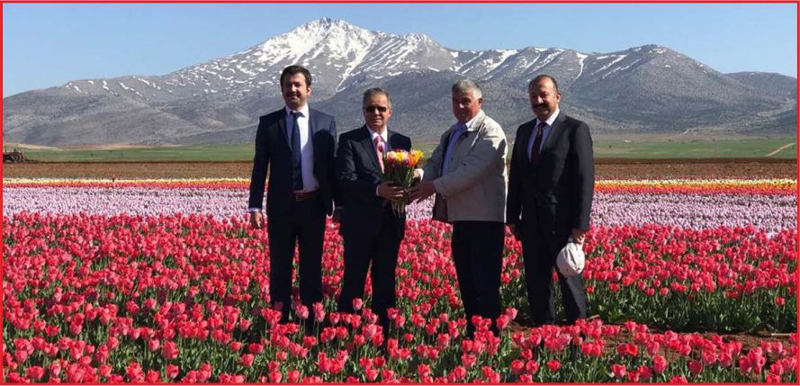 LALE TARLASI ADETA GÖKKUŞAĞINI ANDIRIYOR