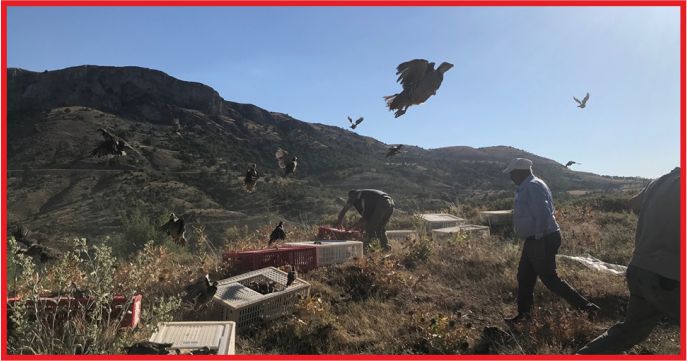 DOĞAYA 2000 KINALI KEKLİK SALINDI