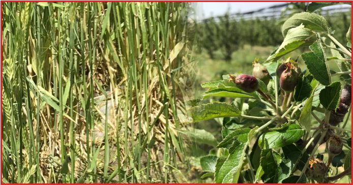 DOLU AFETİ İLE İLGİLİ ÖN TESPİT ÇALIŞMALARI TAMAMLANDI