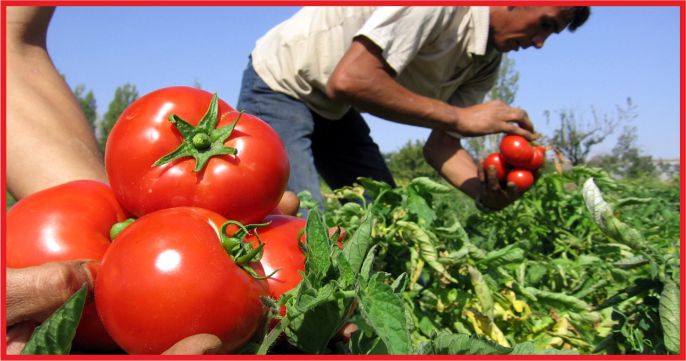 “DOMATES TARLADA KALDI, İHRACAT AÇILMALI”