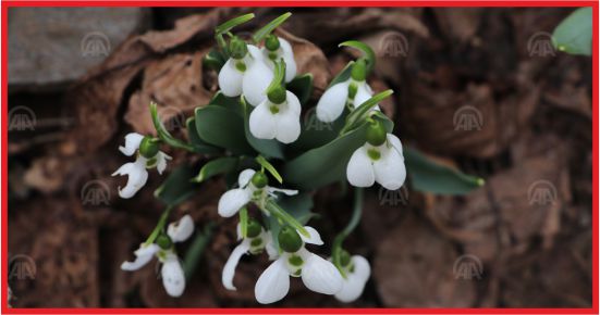 DUMLUGÖZE'NİN KARDELENLERİ İÇİN YENİ PAZAR ARANIYOR