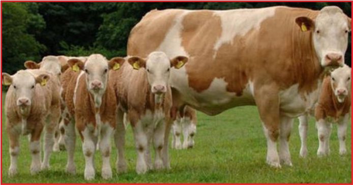 “DÜVE AÇIĞINI KAPATACAĞIZ”