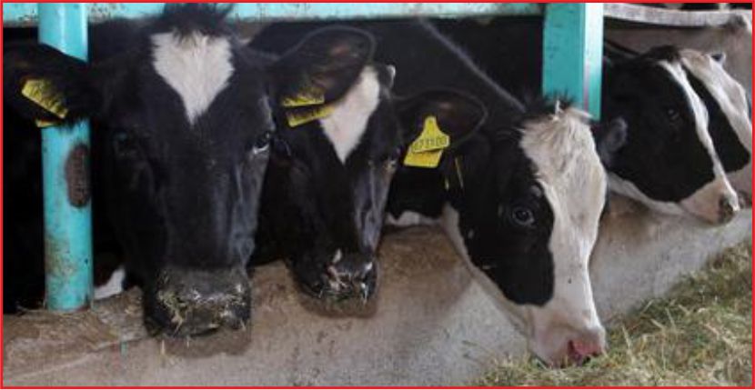 CANLI HAYVAN İTHALATI YENİDEN GÜNDEMDE