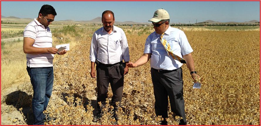 EREĞLİ\&#039;DE ASPİR EKİMİ YAYGINLAŞIYOR