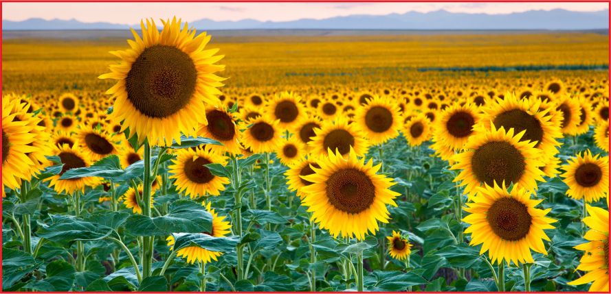 AYÇİÇEĞİNDE TZOB’UN TALEBİ KARŞILANDI