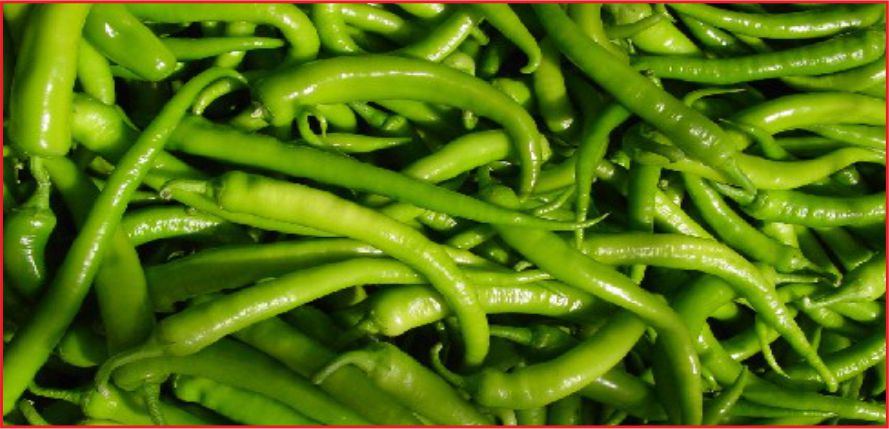 ZAM ŞAMPİYONU SİVRİ BİBER