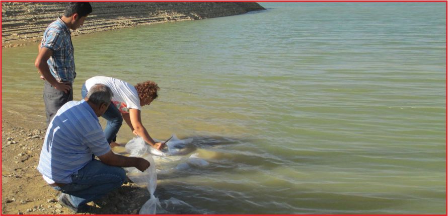 40 BİN YAVRU SAZAN !