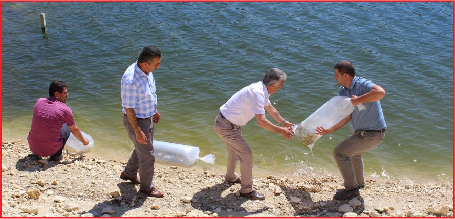 GÖLETLERE 40 BİN SAZAN BALIĞI BIRAKILDI